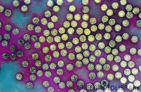 Le virus HPV ( ou papilloma virus) – Miss Frottis